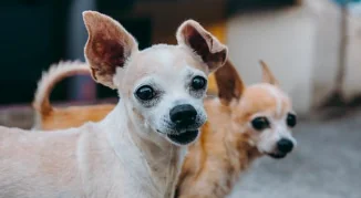Ecco il cane più anziano del mondo